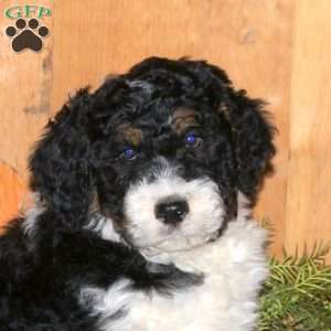 Mars, Bernedoodle Puppy