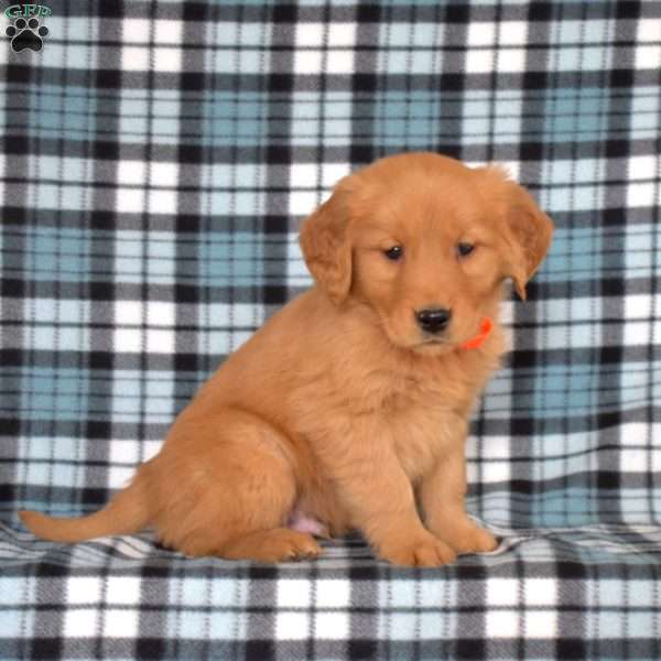 Marshall, Golden Retriever Puppy