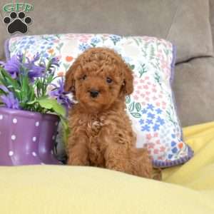 Marshall, Miniature Poodle Mix Puppy