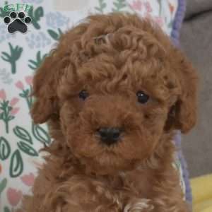 Marshall, Miniature Poodle Mix Puppy