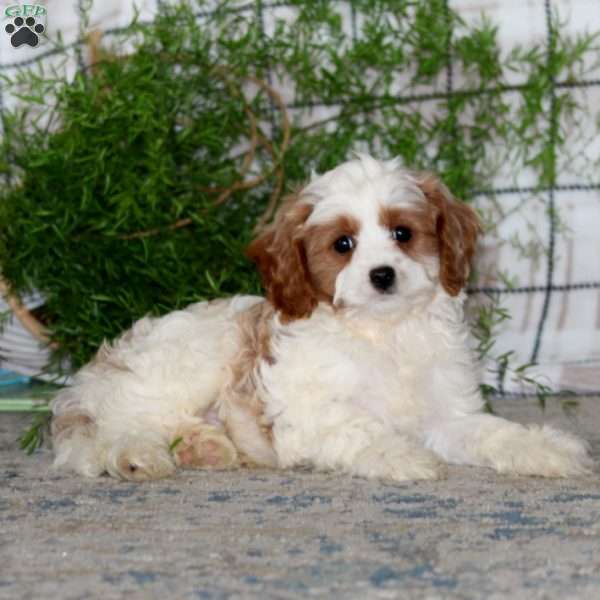 Martin, Cavapoo Puppy