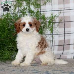 Martin, Cavapoo Puppy