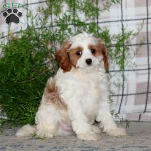 Martin, Cavapoo Puppy