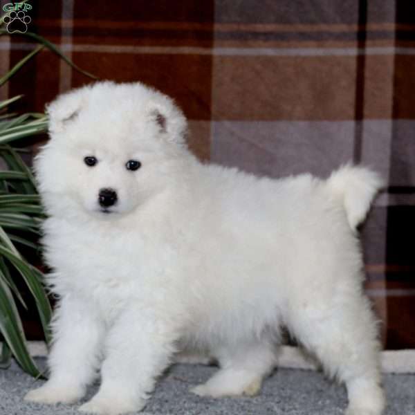 Marvel, Samoyed Puppy