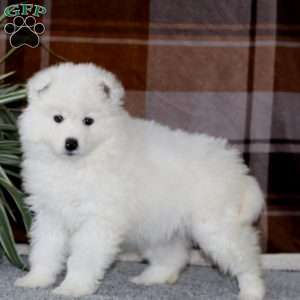 Marvel, Samoyed Puppy