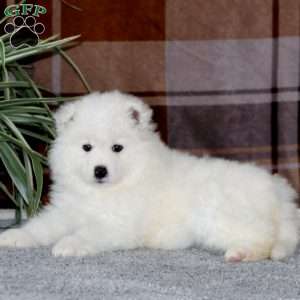 Marvel, Samoyed Puppy