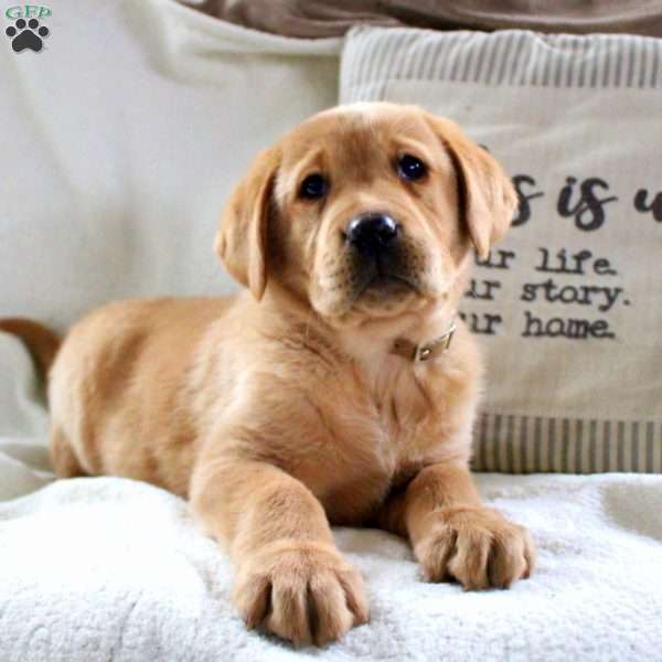 Matthew, Fox Red Labrador Retriever Puppy