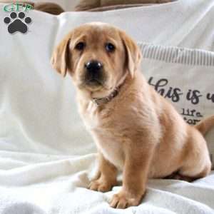 Matthew, Fox Red Labrador Retriever Puppy