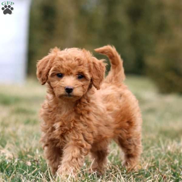 Mattie, Mini Goldendoodle Puppy