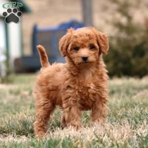 Mattie, Mini Goldendoodle Puppy