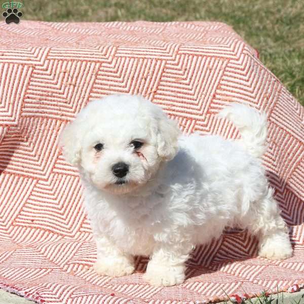 Maverick, Bichon Frise Puppy