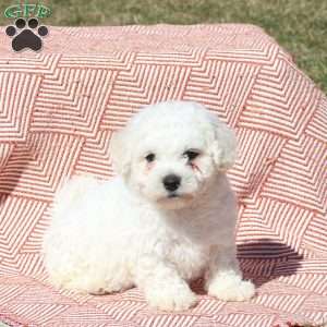 Maverick, Bichon Frise Puppy