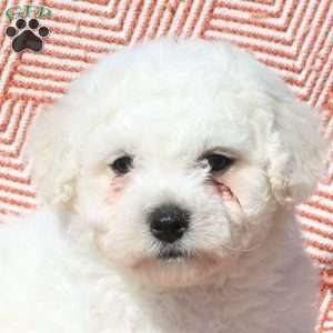 Maverick, Bichon Frise Puppy