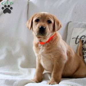 Maverick, Fox Red Labrador Retriever Puppy