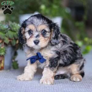 Max, Cavapoo Puppy