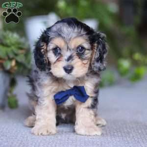 Max, Cavapoo Puppy