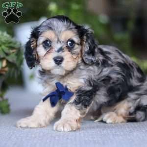 Max, Cavapoo Puppy