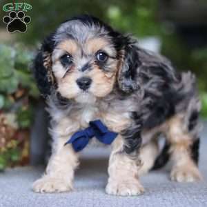 Max, Cavapoo Puppy