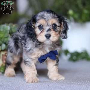 Max, Cavapoo Puppy