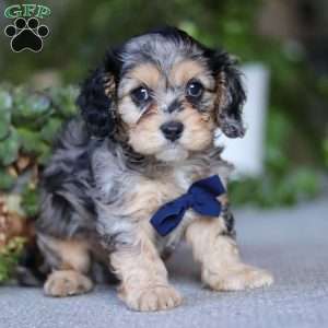 Max, Cavapoo Puppy