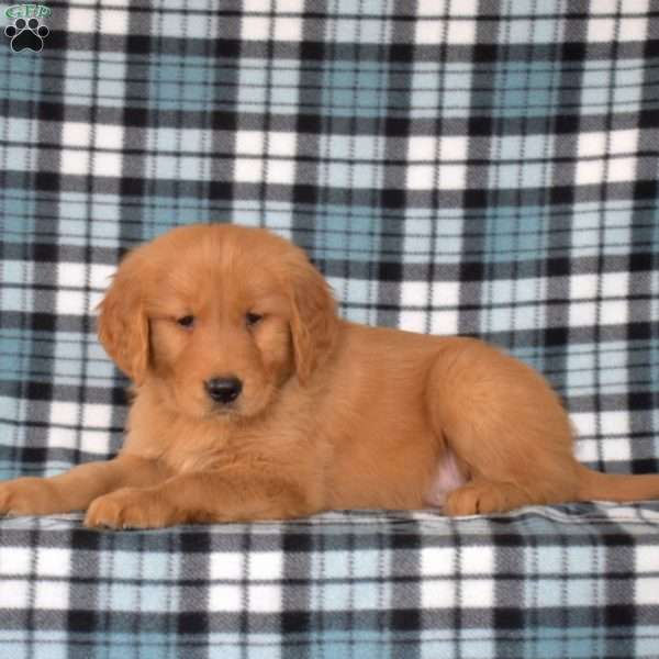 Max, Golden Retriever Puppy