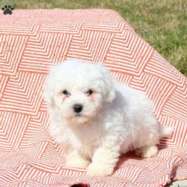 Max, Bichon Frise Puppy