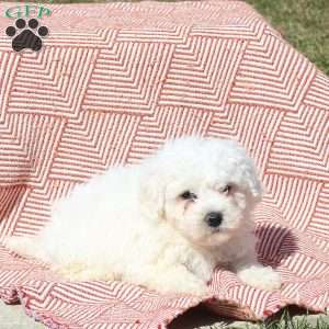 Max, Bichon Frise Puppy