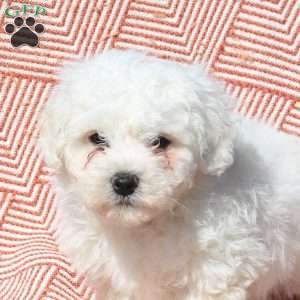 Max, Bichon Frise Puppy