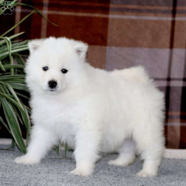 Max, Samoyed Puppy