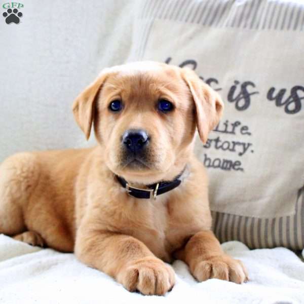 Max, Fox Red Labrador Retriever Puppy