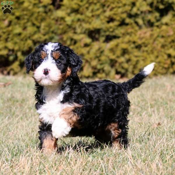 Max, Bernedoodle Puppy