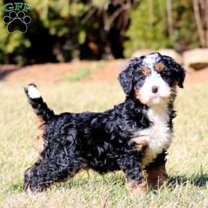 Max, Bernedoodle Puppy