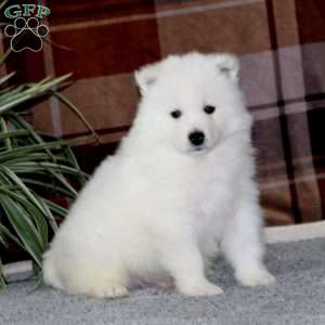 Max, Samoyed Puppy