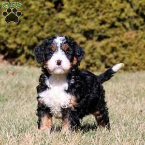 Max, Bernedoodle Puppy