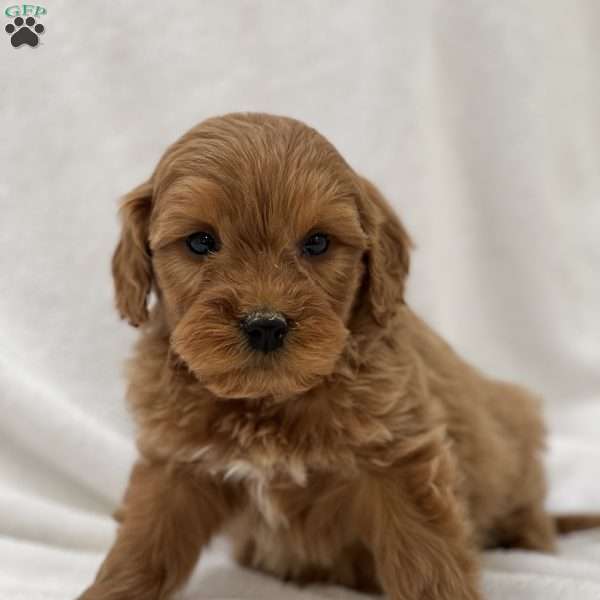 Max, Mini Goldendoodle Puppy