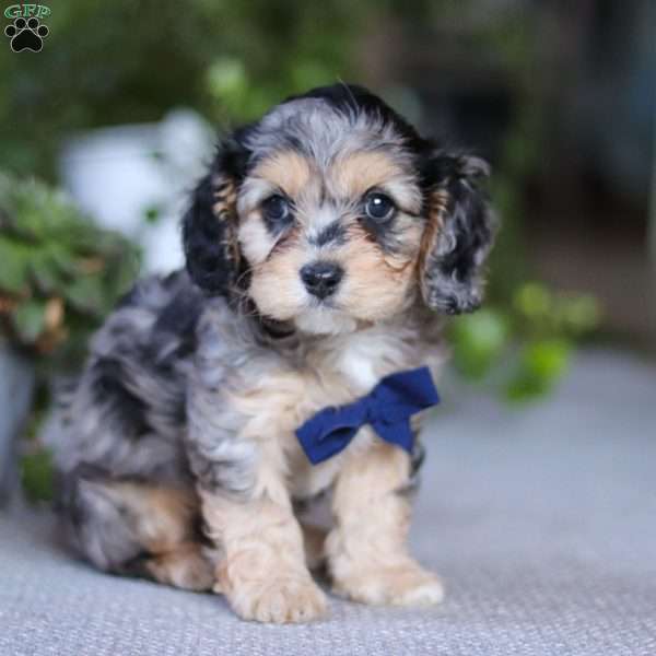 Max, Cavapoo Puppy