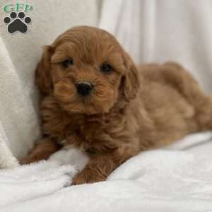 Max, Mini Goldendoodle Puppy