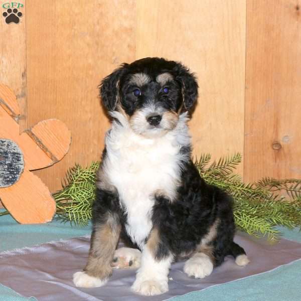 McKenzie, Bernedoodle Puppy