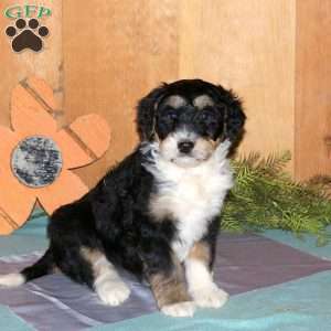 McKenzie, Bernedoodle Puppy