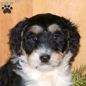 McKenzie, Bernedoodle Puppy