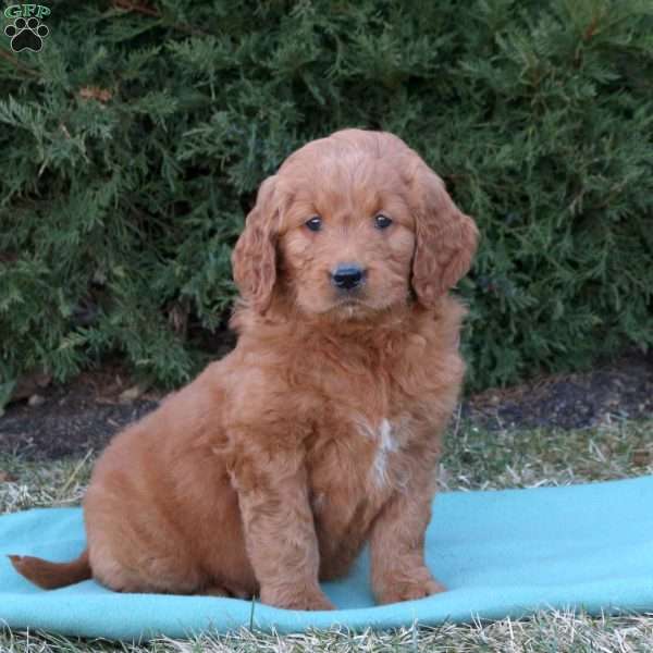 Melody, Goldendoodle Puppy