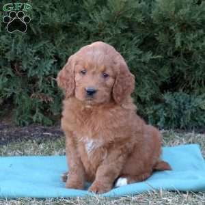 Melody, Goldendoodle Puppy