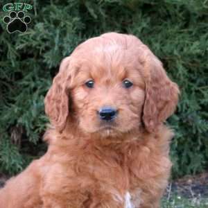 Melody, Goldendoodle Puppy