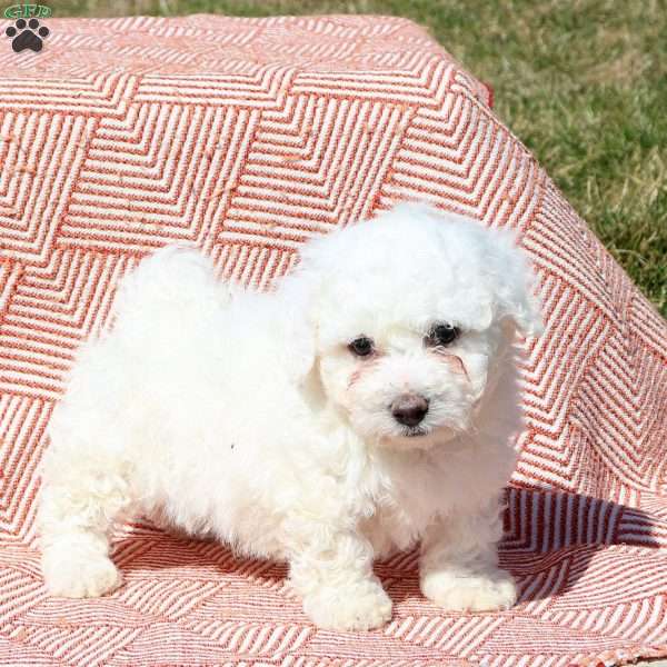 Merlin, Bichon Frise Puppy