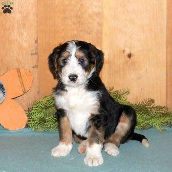 Merlin, Bernedoodle Puppy