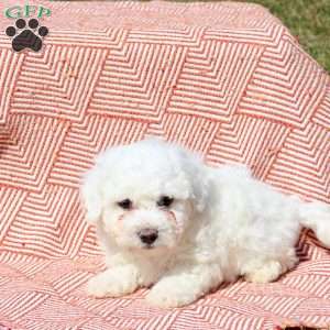 Merlin, Bichon Frise Puppy