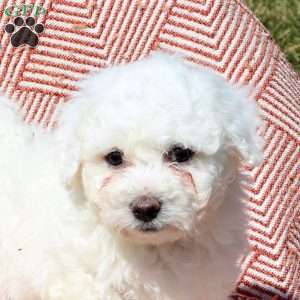 Merlin, Bichon Frise Puppy