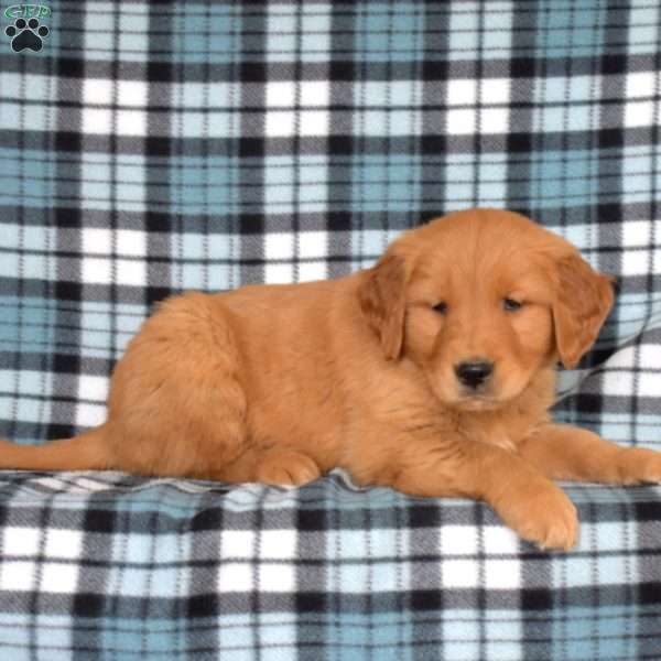 Mia, Golden Retriever Puppy