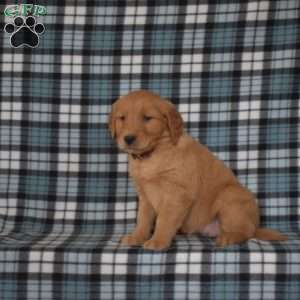 Mia, Golden Retriever Puppy