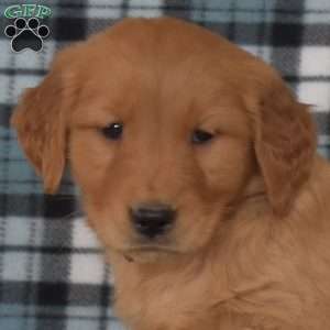 Mia, Golden Retriever Puppy